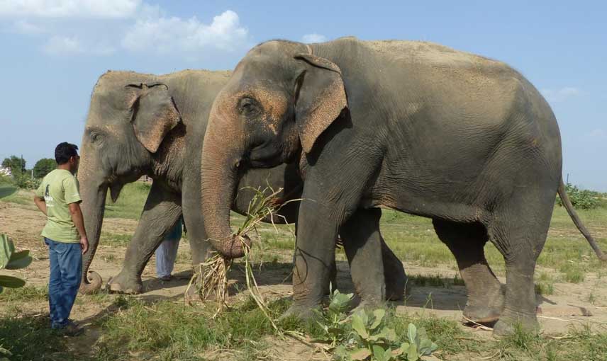 Elephant Conservation and Care Center