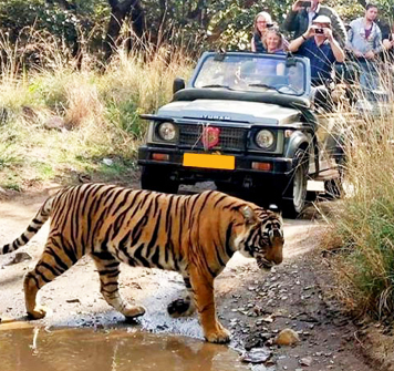 8 Days Jaipur Ranthambore Udaipur Tour